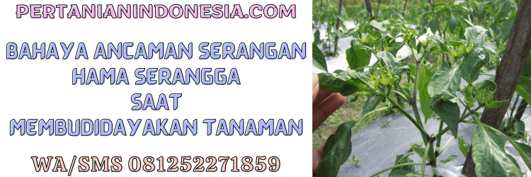 bahaya,ancaman,hama,serangga,hama serangga,pertanian indonesia
